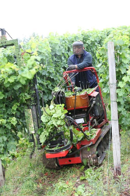 Weingut Pension Gibbert-Pohl Бридель Экстерьер фото